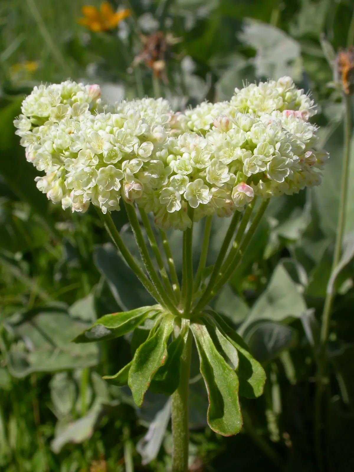 Sulfur Flower (Eriogonum Umbellatum) — drought-tolerant perennial that thrives in USDA zones 4-8; making it ideal for ground cover or border, image 77