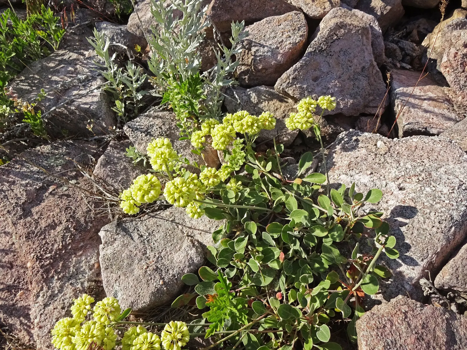 Sulfur Flower (Eriogonum Umbellatum) — It's excellent for rock gardens and borders, offering vibrant foliage that shifts to red-orange in autumn, image 131
