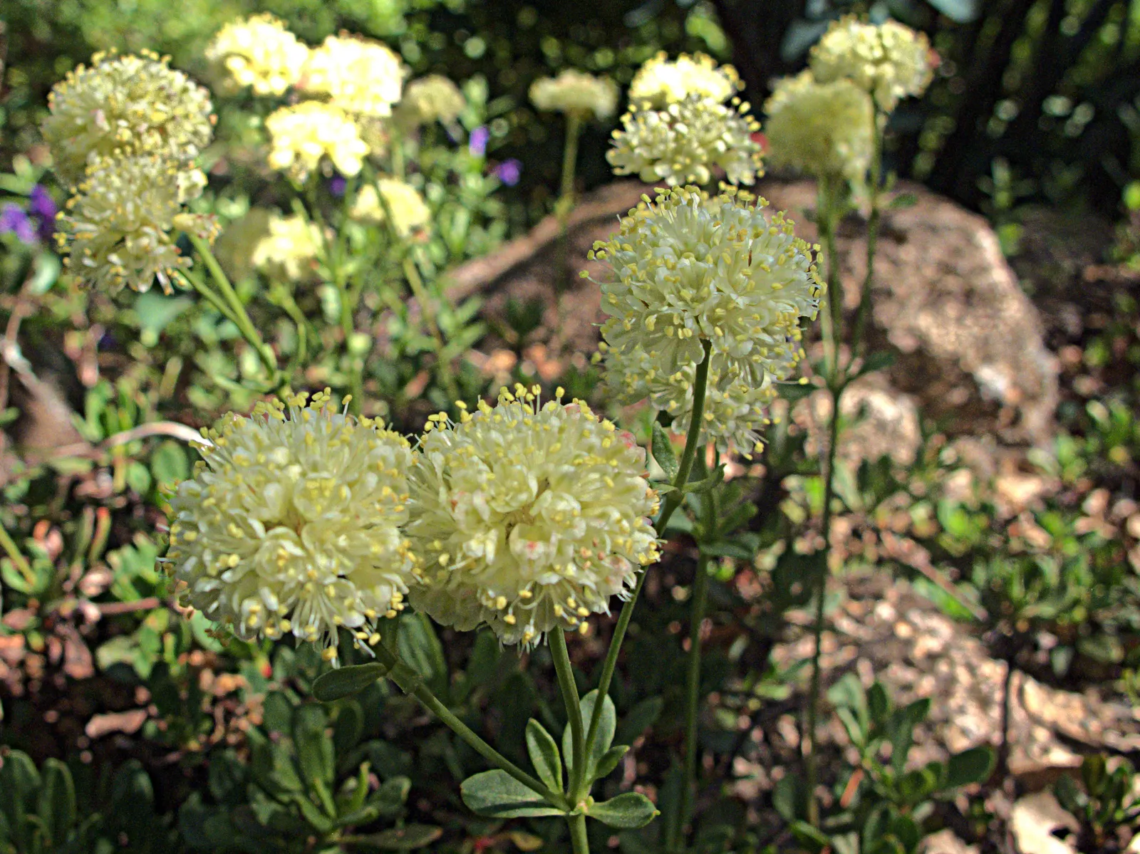 Sulfur Flower (Eriogonum Umbellatum) — It sports clusters of bright yellow flowers atop 12-inch tall stems, with a 15-inch spread; including bees, image 103