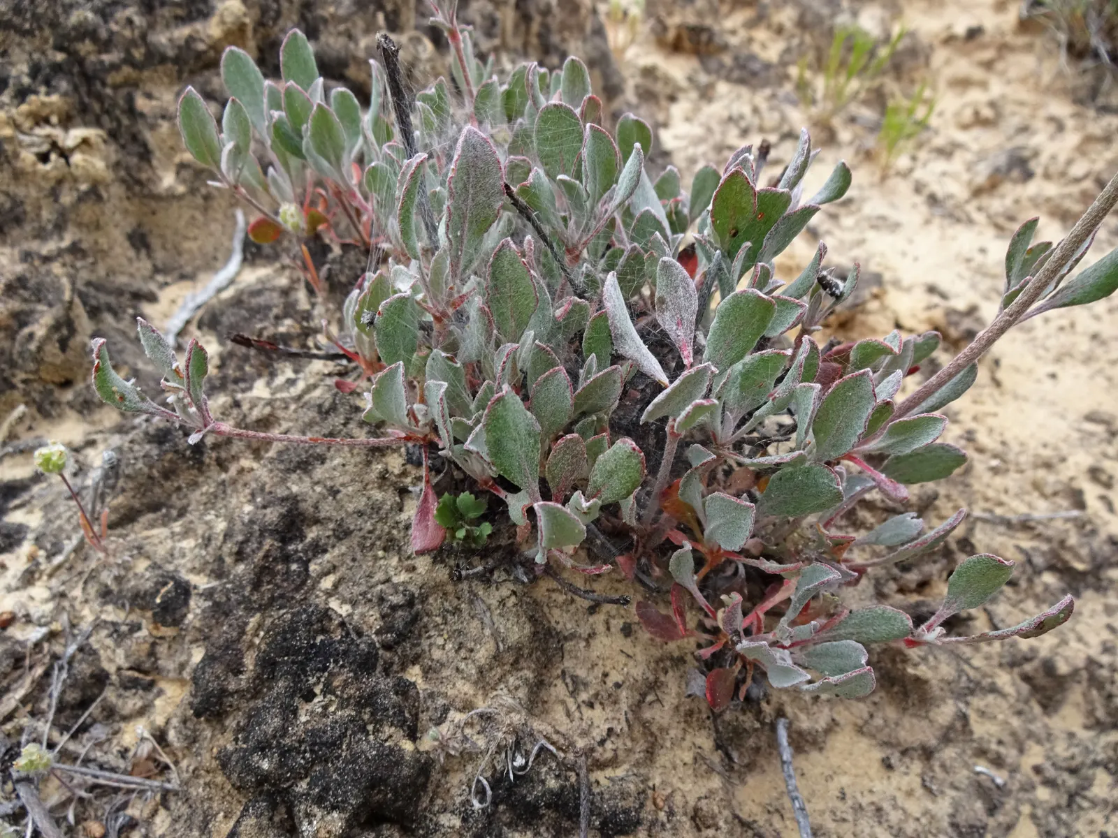 Sulfur Flower (Eriogonum Umbellatum) — bearing spoon-shaped leaves that are covered in a fine wool-like tomentum, image 38