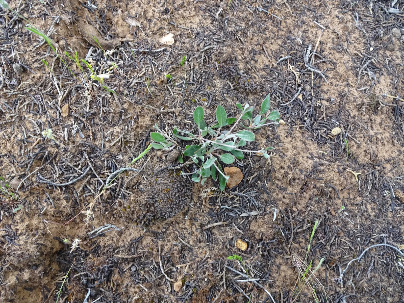 Sulfur Flower (Eriogonum Umbellatum) — Minimal supplemental watering is required once established, and it can prosper with little to no fertilizer