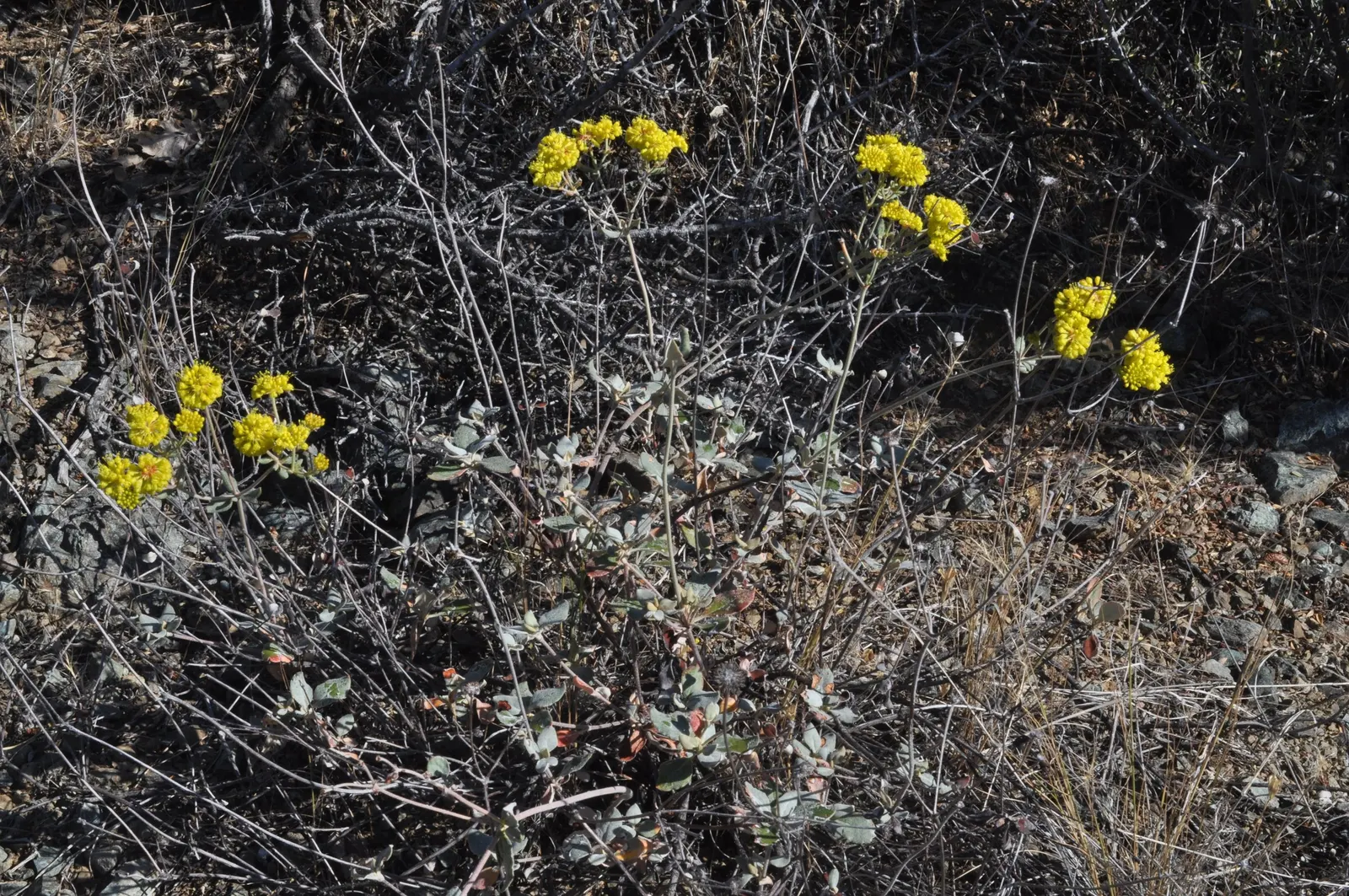 Sulfur Flower (Eriogonum Umbellatum) — yellow flowers in the garden