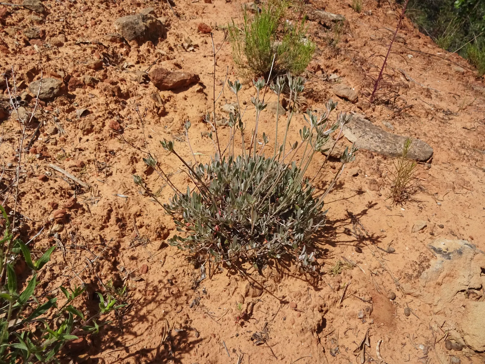 Sulfur Flower (Eriogonum Umbellatum) — vivid yellow flowers arranged in dense; and low maintenance needs