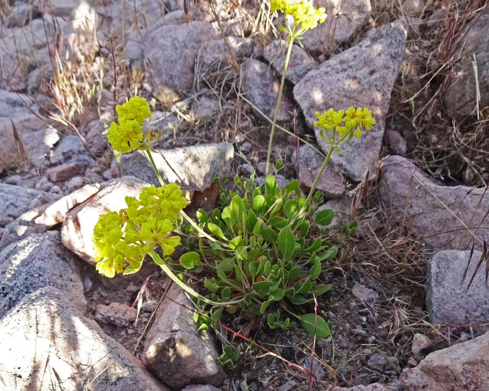 Sulfur Flower (Eriogonum Umbellatum) — blooming from late spring to early fall; commonly known as Sulfur Flower