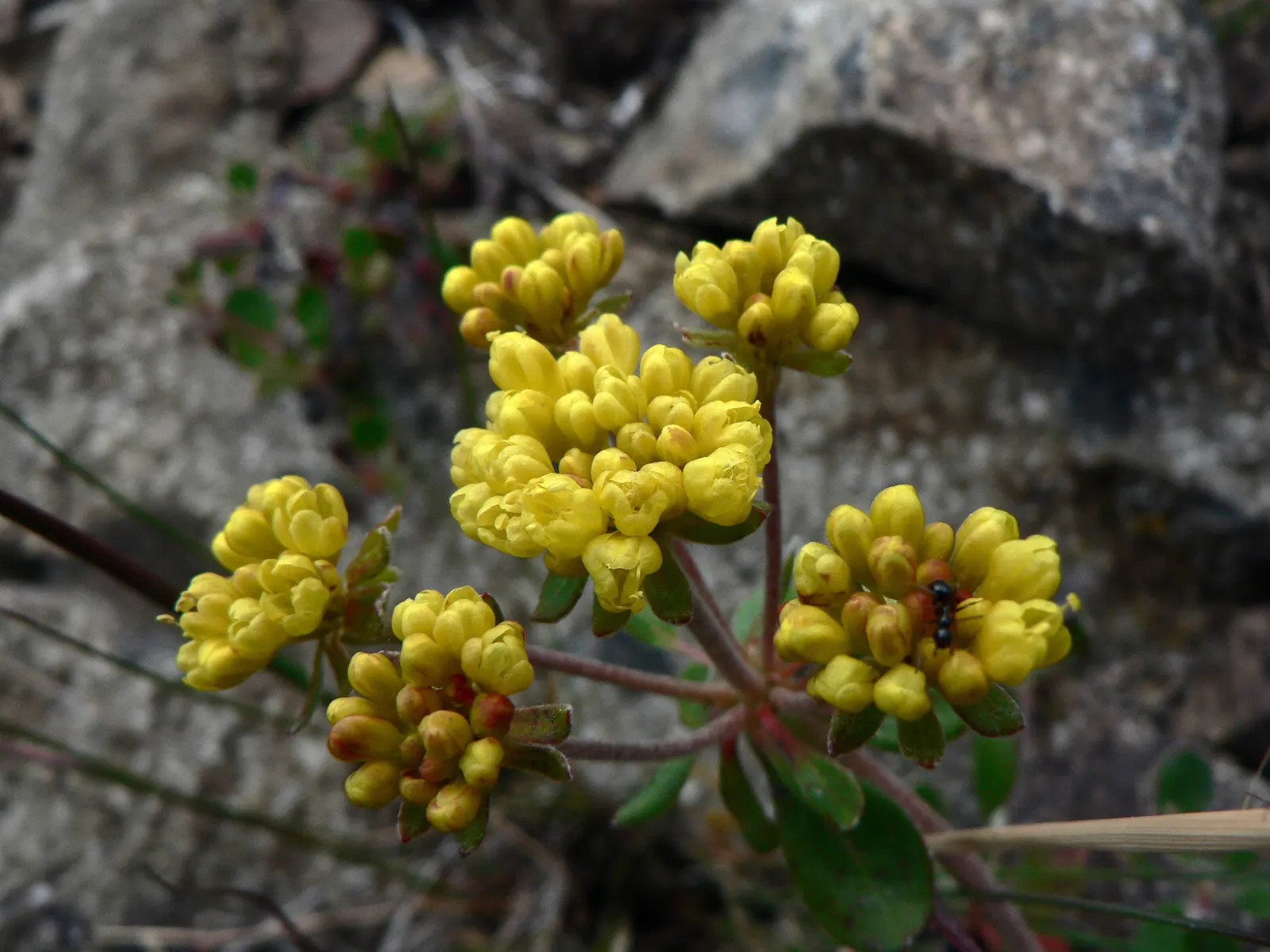 Sulfur Flower (Eriogonum Umbellatum) — commonly known as Sulfur Flower
