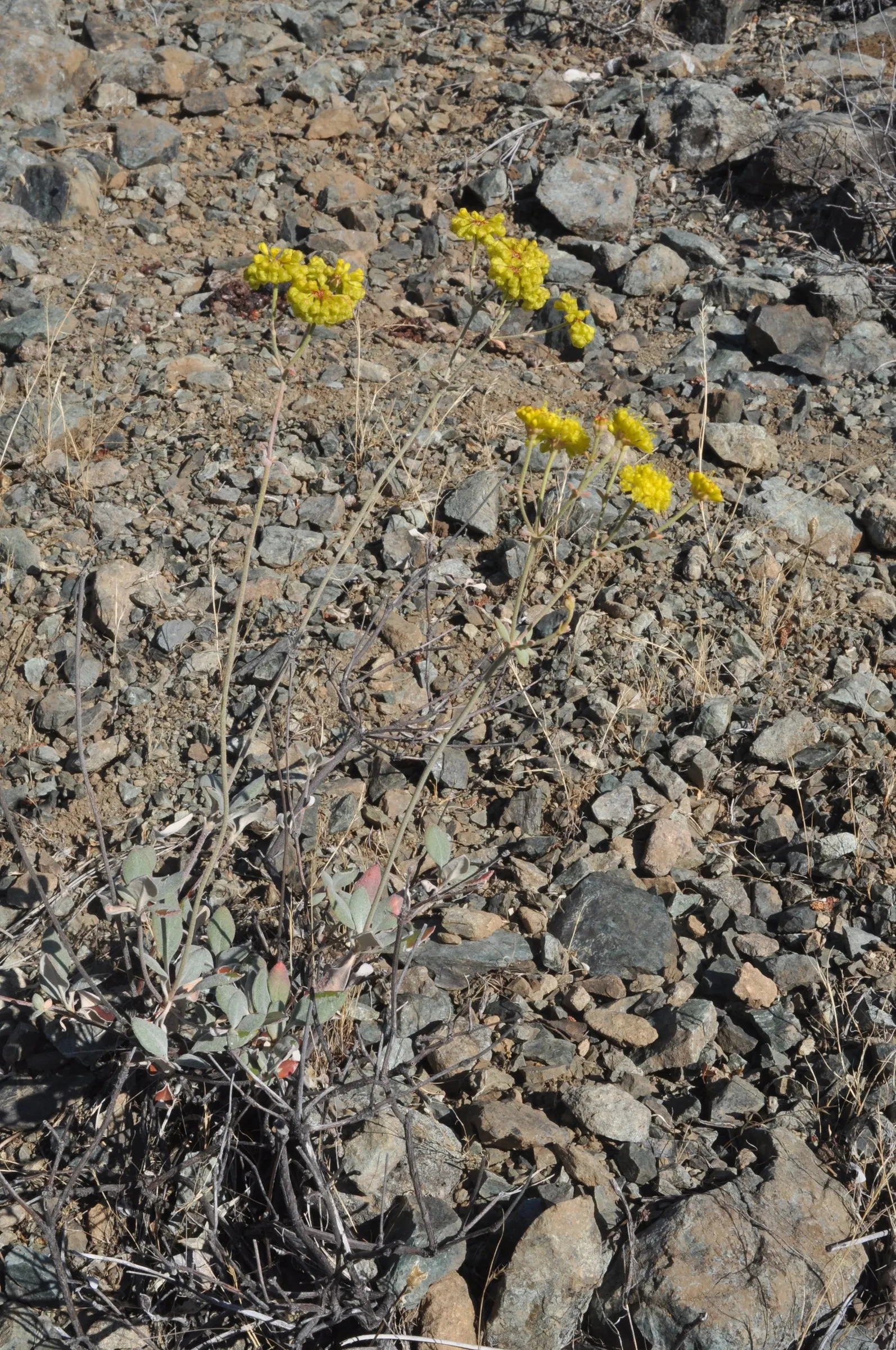 Sulfur Flower (Eriogonum Umbellatum) — It's excellent for rock gardens and borders, offering vibrant foliage that shifts to red-orange in autumn; tactile