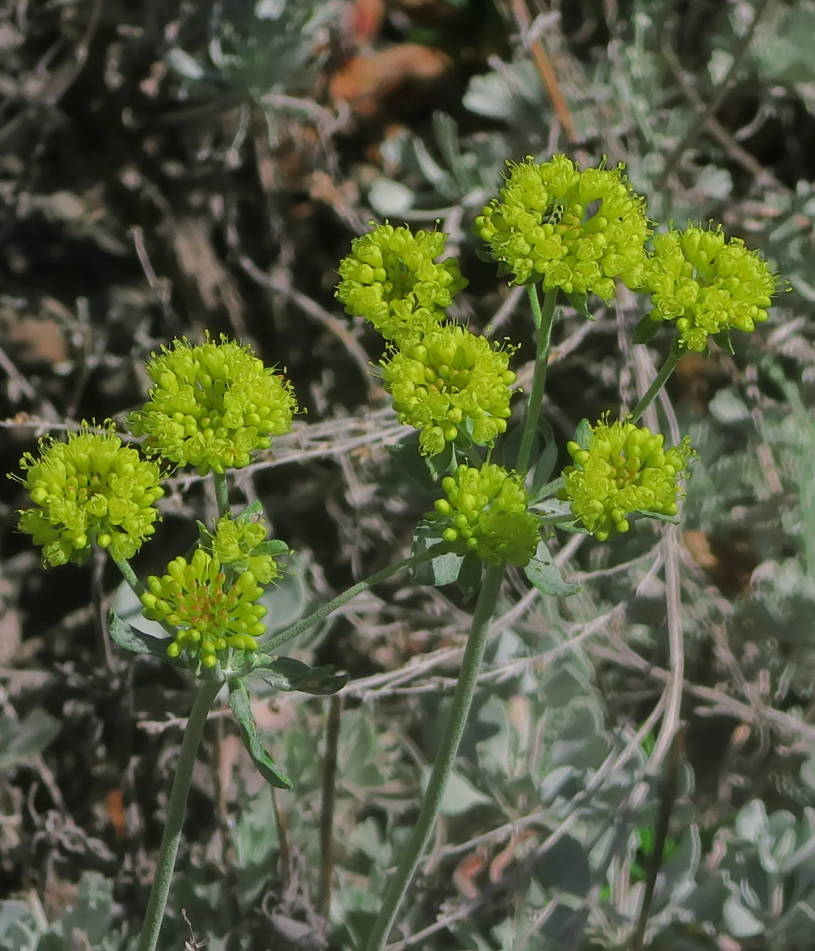 Sulfur Flower (Eriogonum Umbellatum) — perennial for full or half; naturalistic design element in their outdoor spaces, image 125