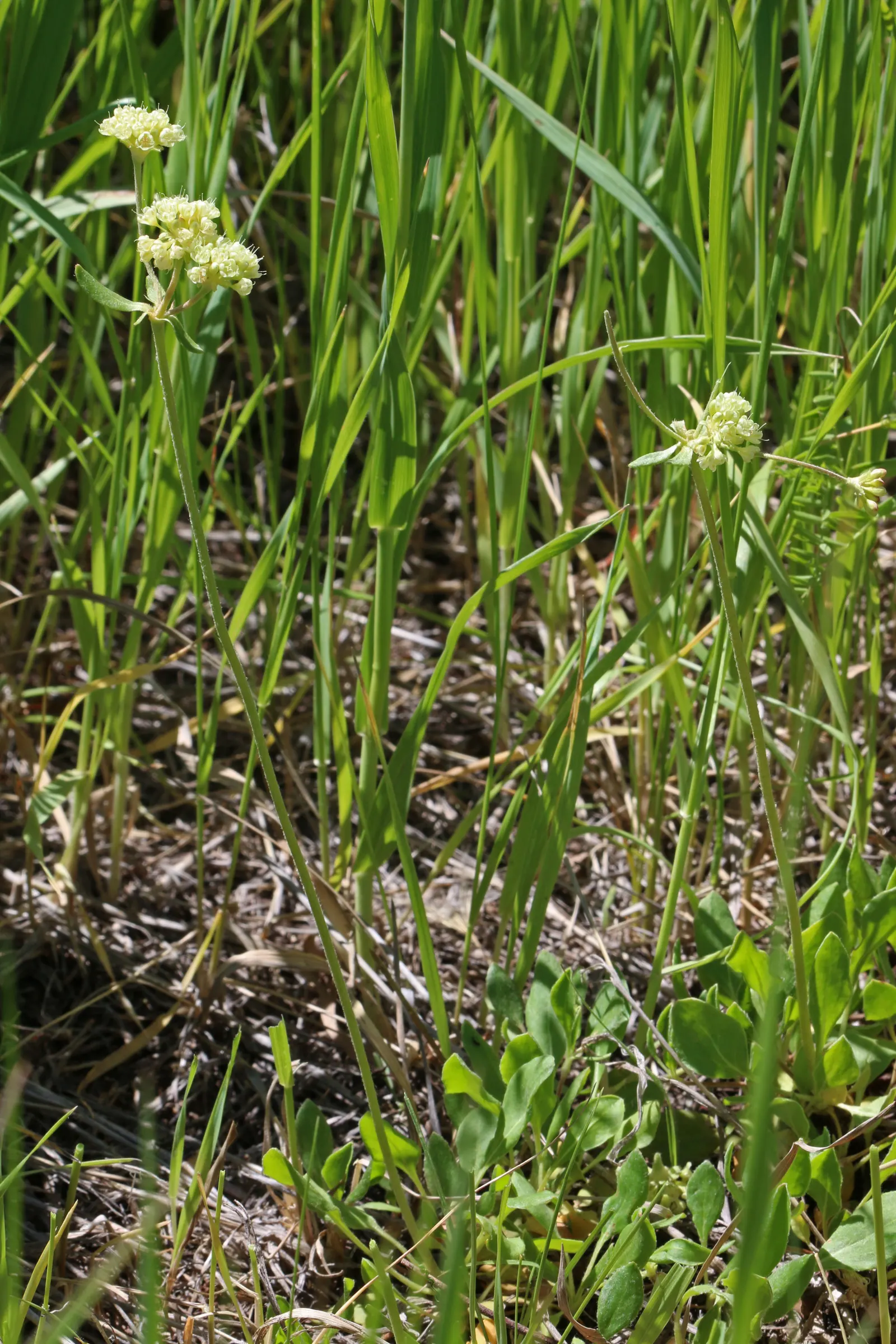 Sulfur Flower (Eriogonum Umbellatum) — tactile quality to garden settings but also helps the plant conserve moisture; minimal supplemental watering is required