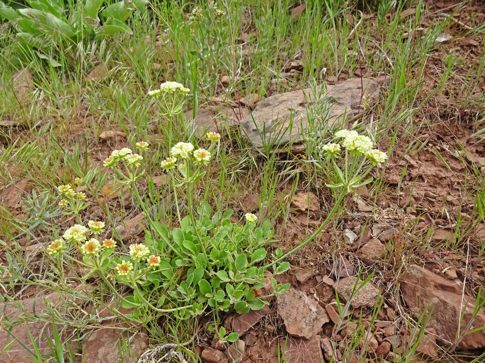Sulfur Flower (Eriogonum Umbellatum) — bearing spoon-shaped leaves that are covered in a fine wool-like tomentum