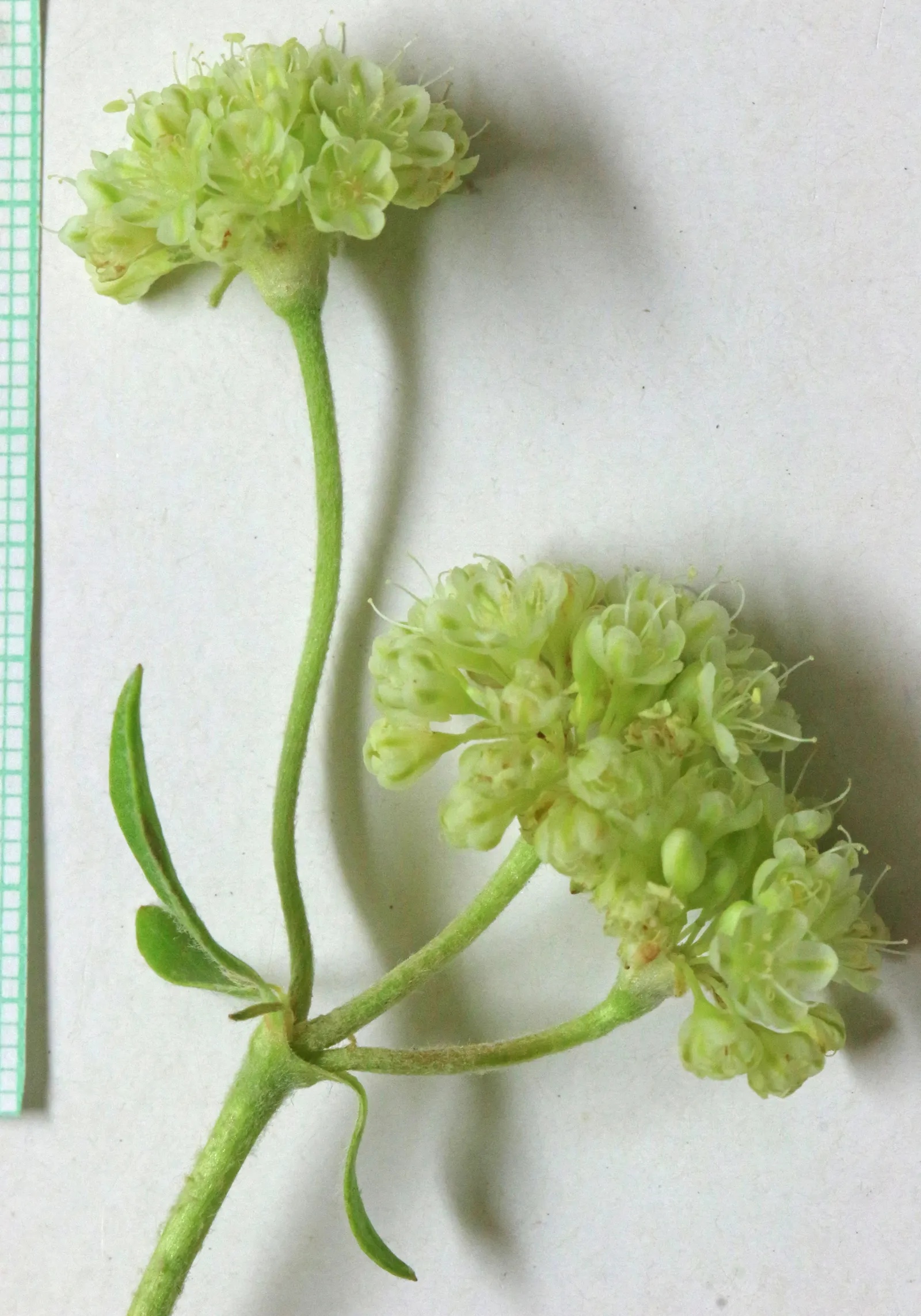 Sulfur Flower (Eriogonum Umbellatum) — perennial with yellow blooms; enhancing its drought tolerance.<br><br>From late spring through summer