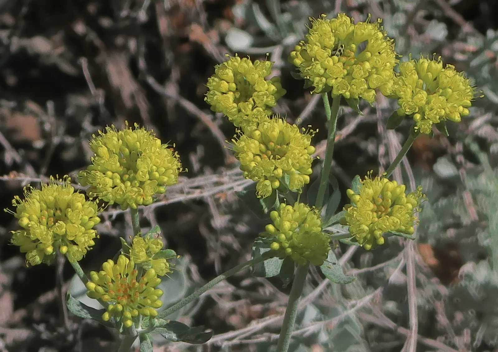 Sulfur Flower (Eriogonum Umbellatum) — commonly known as Sulfur Flower; this makes Eriogonum umbellatum a sustainable choice for those seeking a, image 132