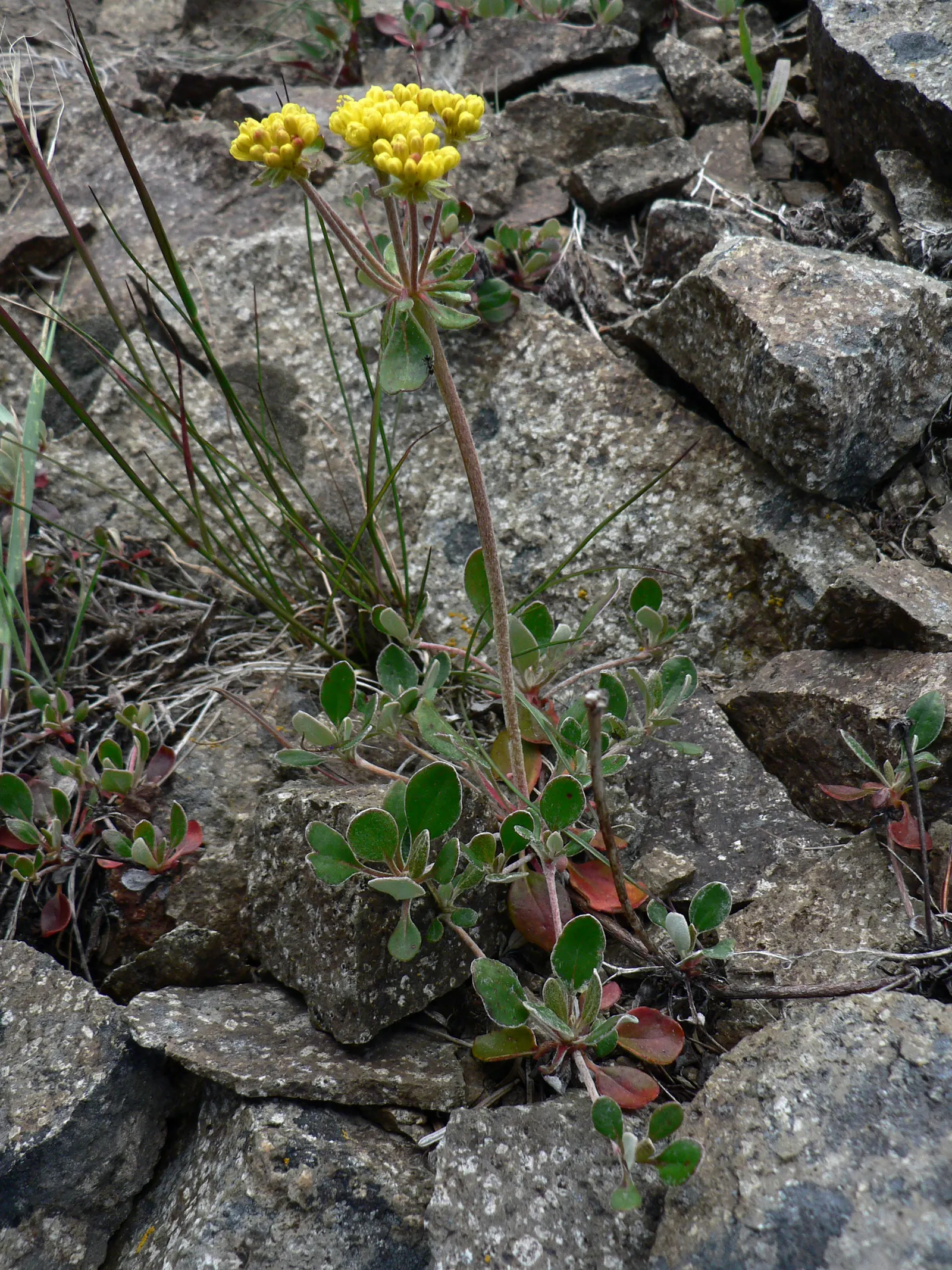 Sulfur Flower (Eriogonum Umbellatum) — blooming from late spring to early fall; commonly known as Sulfur Flower, image 80