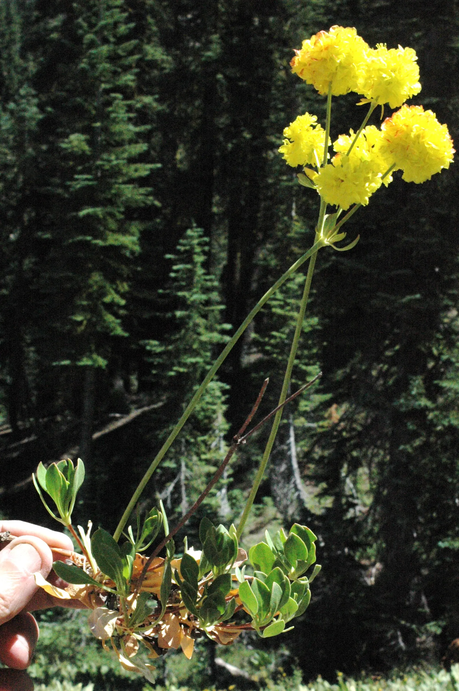 Sulfur Flower (Eriogonum Umbellatum) — This sun-loving native favors well-drained soils; perennial for full or half, image 104