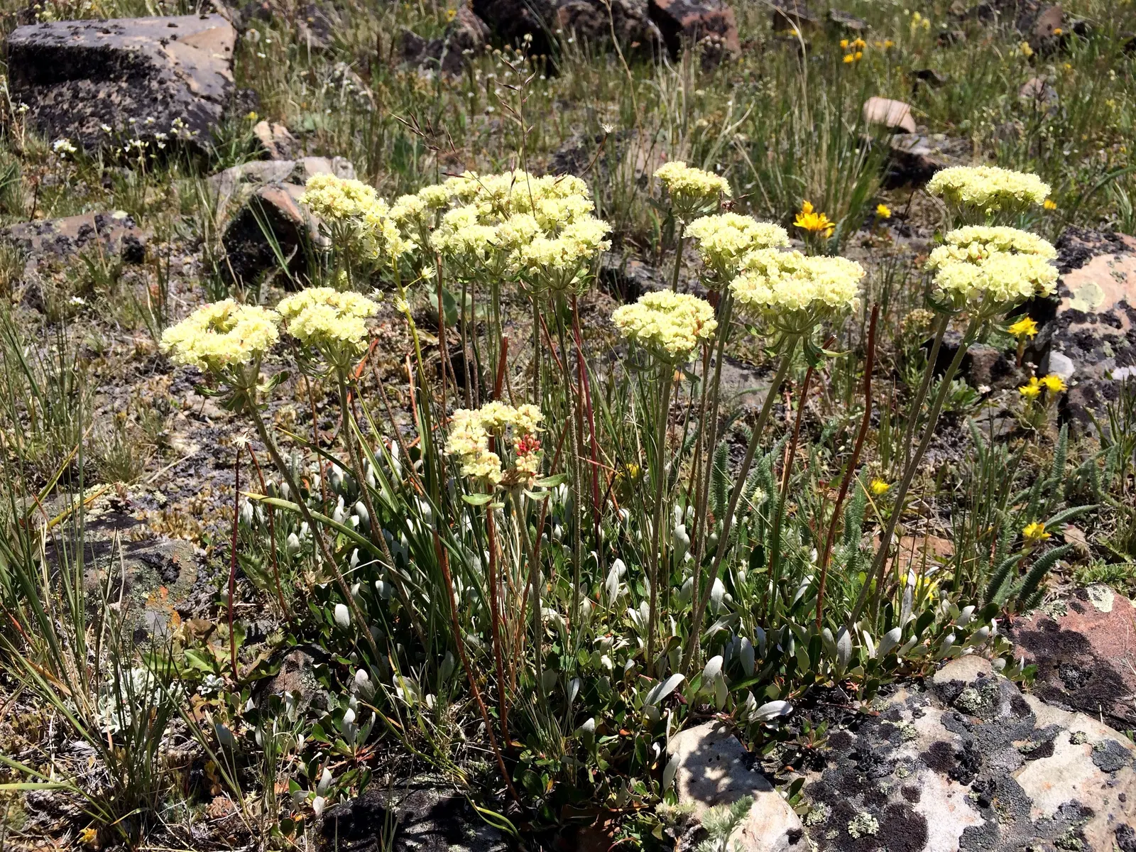 Sulfur Flower (Eriogonum Umbellatum) — Its foliage is compact and evergreen in milder climates; it's excellent for rock gardens and borders, image 87