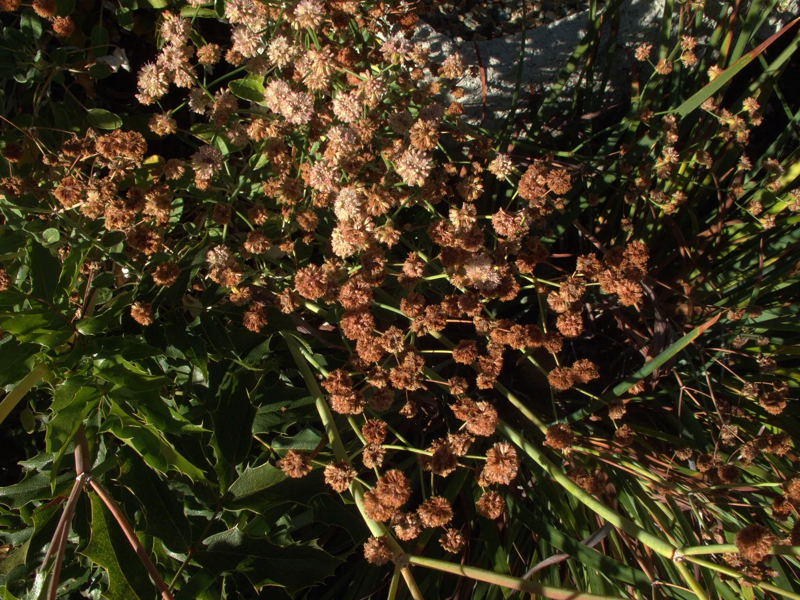 Sulfur Flower (Eriogonum Umbellatum) — is a perennial subshrub that is highly esteemed in landscape design for its resilience; it sports clusters, image 133