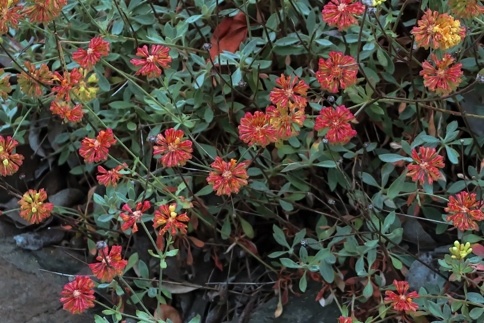 Sulfur Flower (Eriogonum Umbellatum) — including bees and butterflies; yellow flowers in the garden, image 118