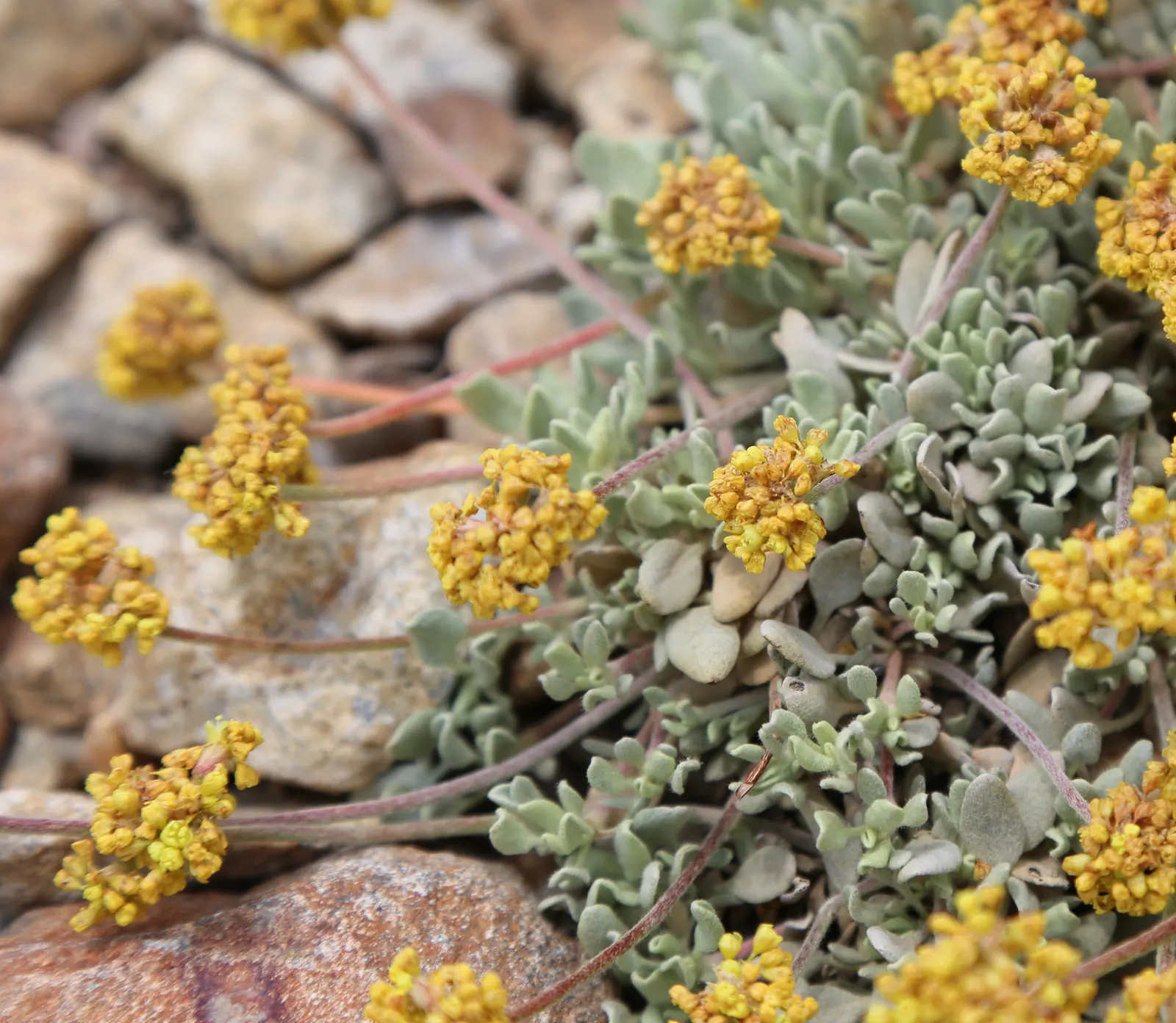 Sulfur Flower (Eriogonum Umbellatum) — umbel-like clusters at the tips of slender; vivid yellow flowers arranged in dense, image 92