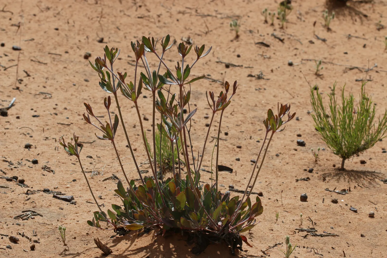 Sulfur Flower (Eriogonum Umbellatum) — naturalistic design element in their outdoor spaces; commonly called Sulfur Flower, image 122