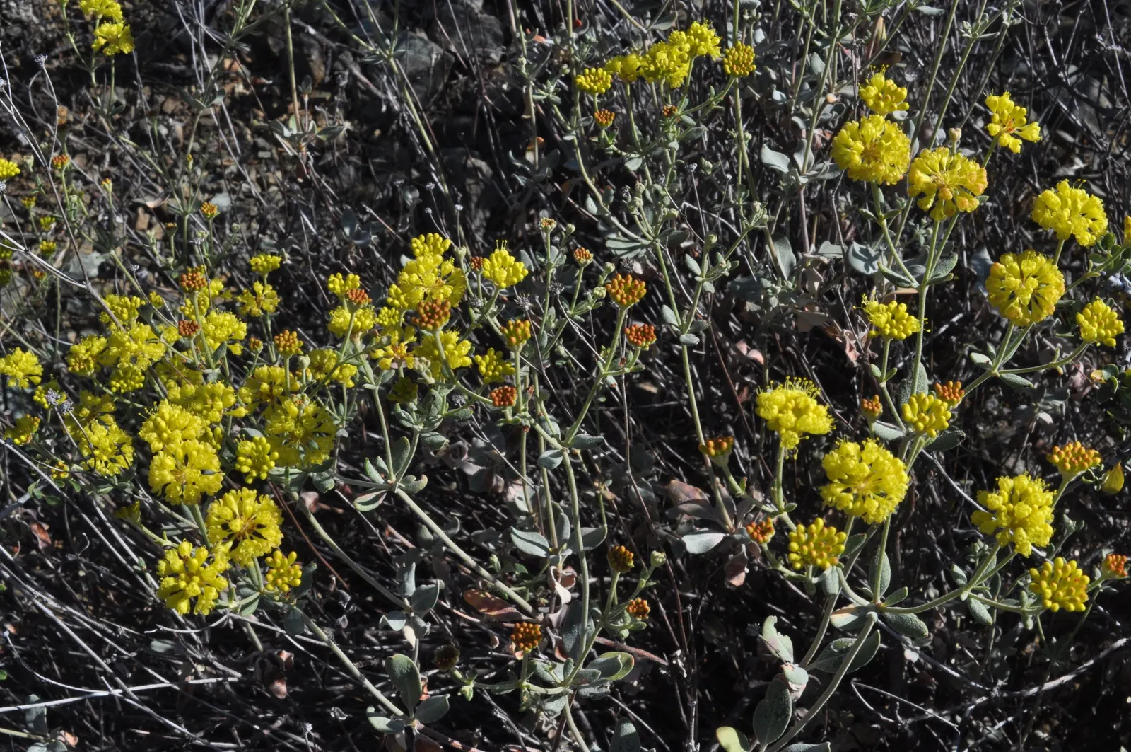 Sulfur Flower (Eriogonum Umbellatum) — bearing spoon-shaped leaves that are covered in a fine wool-like tomentum, image 63