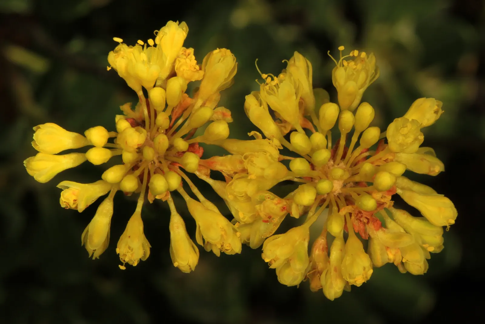 Sulfur Flower (Eriogonum Umbellatum) — bearing spoon-shaped leaves that are covered in a fine wool-like tomentum, image 88