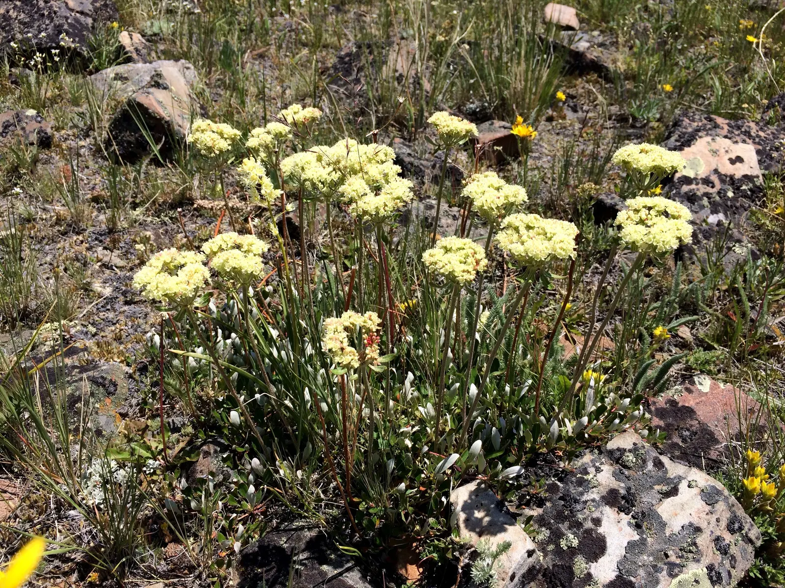 Sulfur Flower (Eriogonum Umbellatum) — Its foliage is compact and evergreen in milder climates; it's excellent for rock gardens and borders, image 62