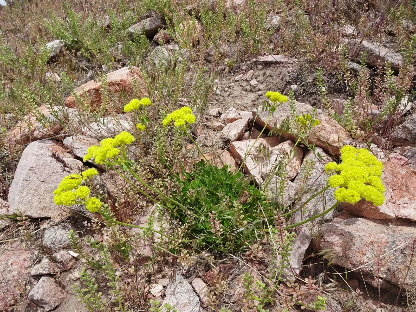 Sulfur Flower (Eriogonum Umbellatum) — commonly known as Sulfur Flower; this makes Eriogonum umbellatum a sustainable choice for those seeking a, image 107