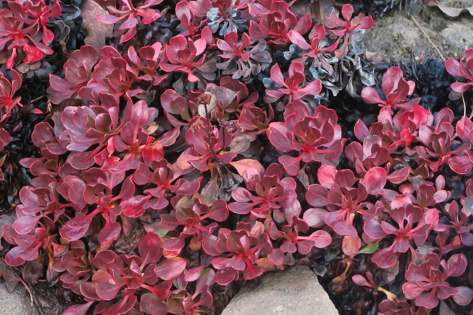 Sulfur Flower (Eriogonum Umbellatum) — Its foliage is compact and evergreen in milder climates; it's excellent for rock gardens and borders, image 112