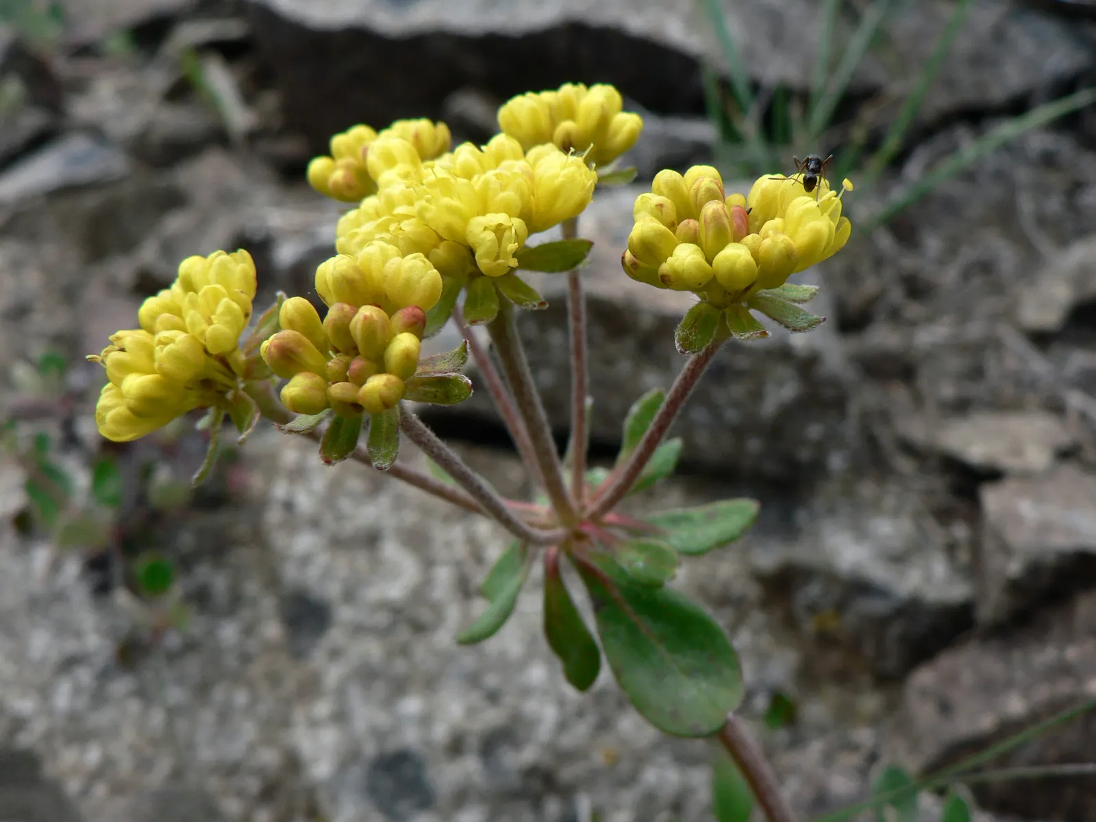 Sulfur Flower (Eriogonum Umbellatum) — This makes Eriogonum umbellatum a sustainable choice for those seeking a low-impact; ranging from sandy loams to rocky
