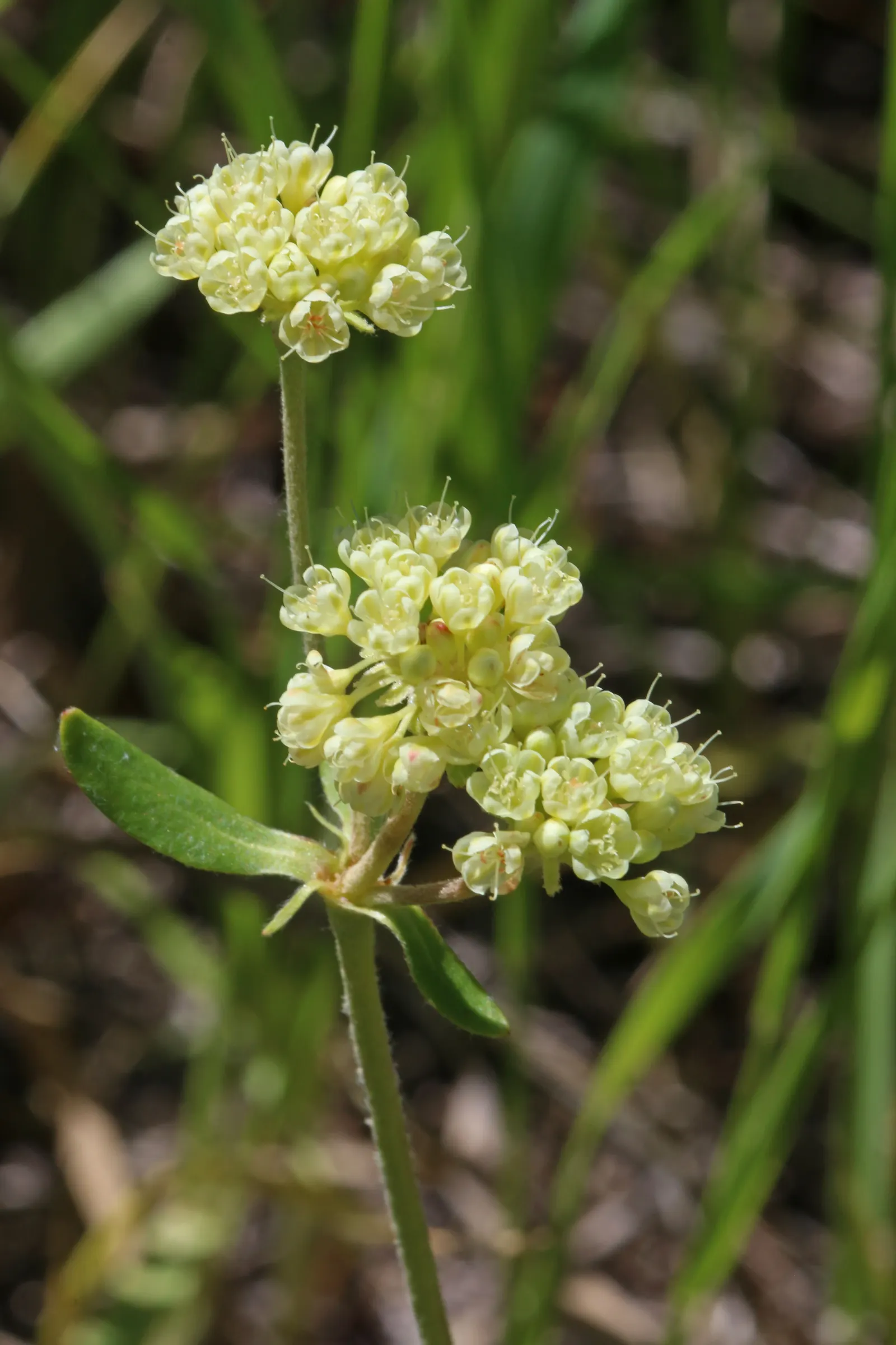 Sulfur Flower (Eriogonum Umbellatum) — perennial for full or half; naturalistic design element in their outdoor spaces, image 75