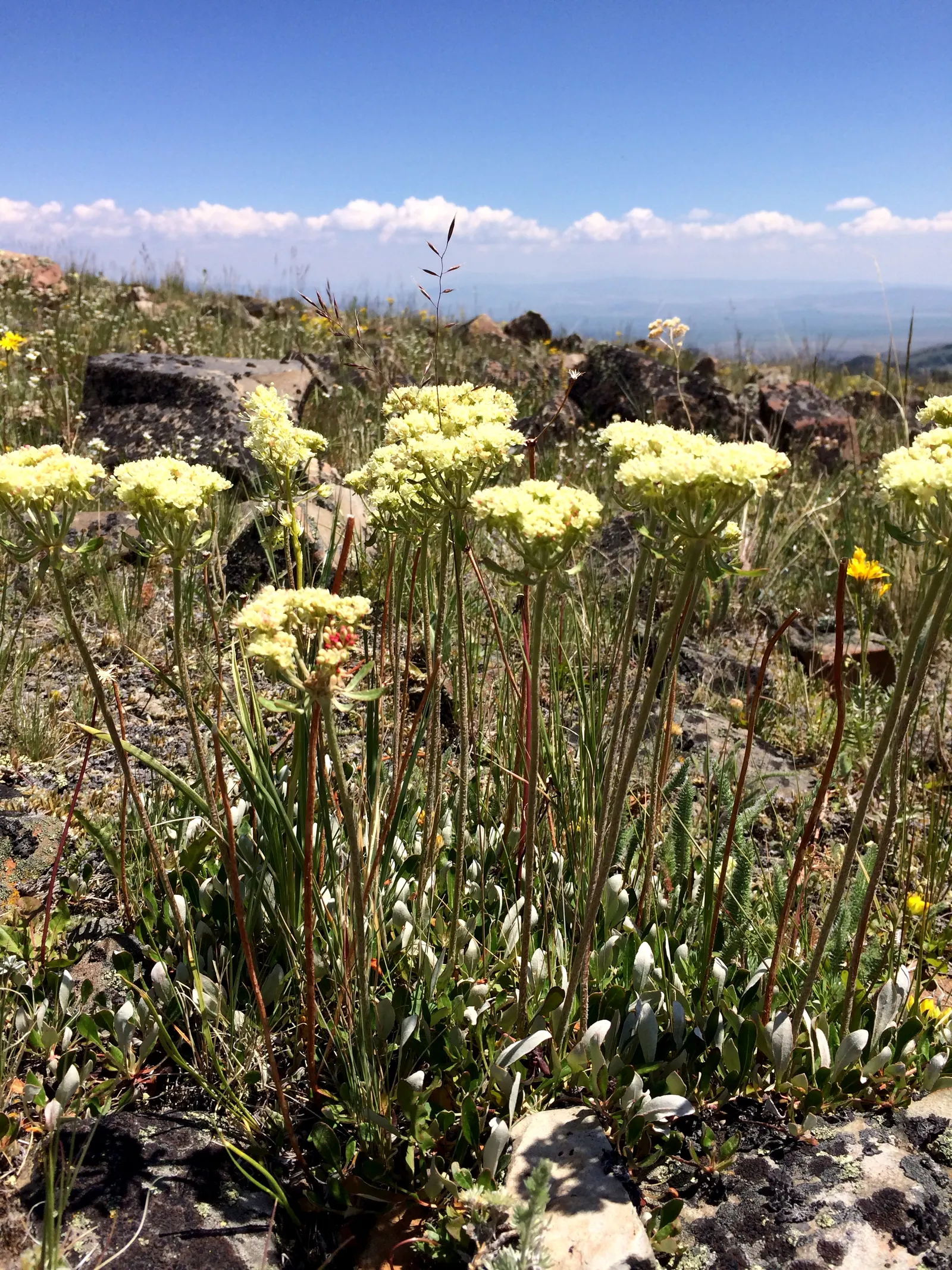 Sulfur Flower (Eriogonum Umbellatum) — Minimal supplemental watering is required once established, and it can prosper with little to no fertilizer, image 95