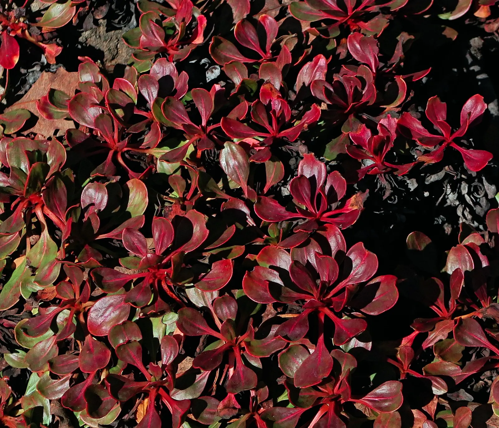 Sulfur Flower (Eriogonum Umbellatum) — making it ideal for ground cover or border applications