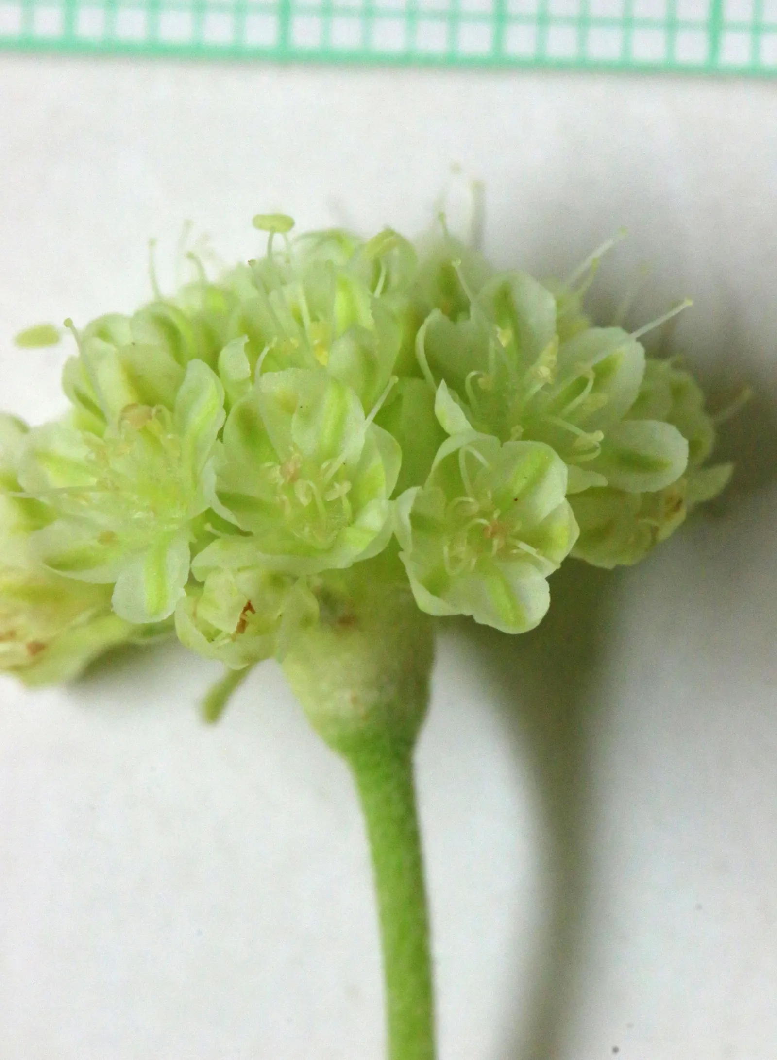 Sulfur Flower (Eriogonum Umbellatum) — making it ideal for ground cover or border applications; perennial with yellow blooms, image 61