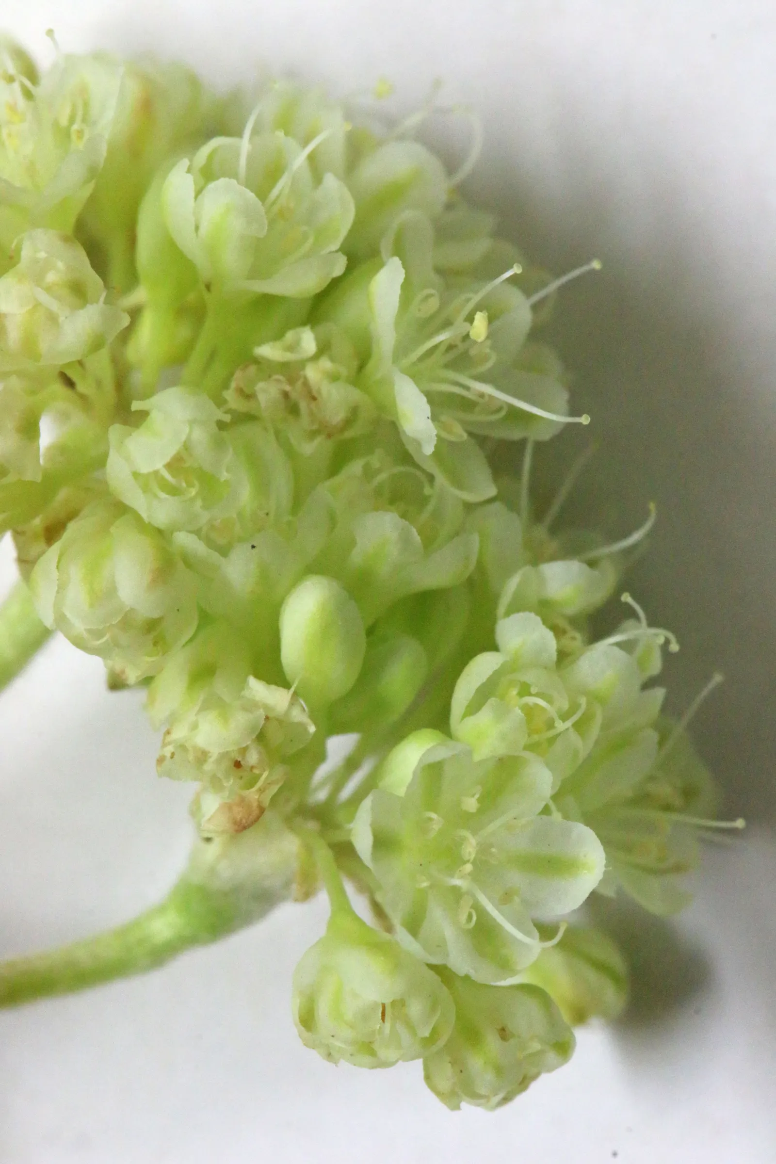 Sulfur Flower (Eriogonum Umbellatum) — umbel-like clusters at the tips of slender; vivid yellow flowers arranged in dense, image 67
