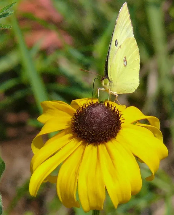 Sulfur Flower (Eriogonum Umbellatum) — yellow flowers in the garden; is a perennial subshrub that is highly esteemed in landscape design for its resilience