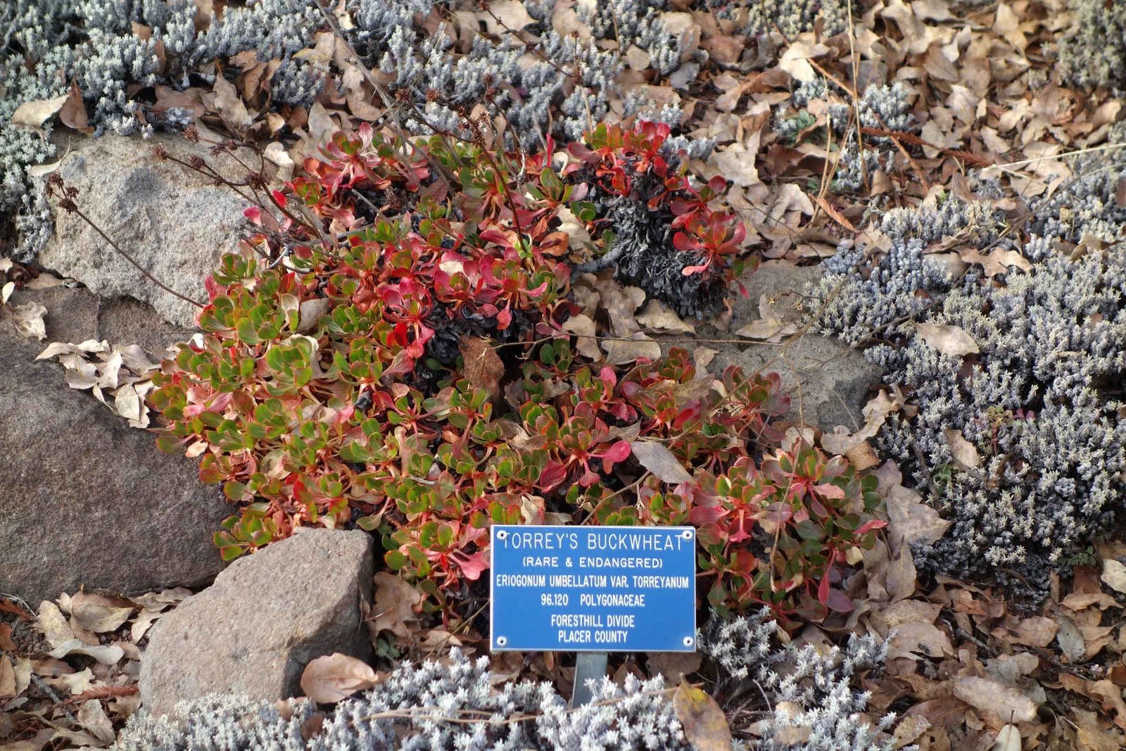 Sulfur Flower (Eriogonum Umbellatum) — blooming from late spring to early fall