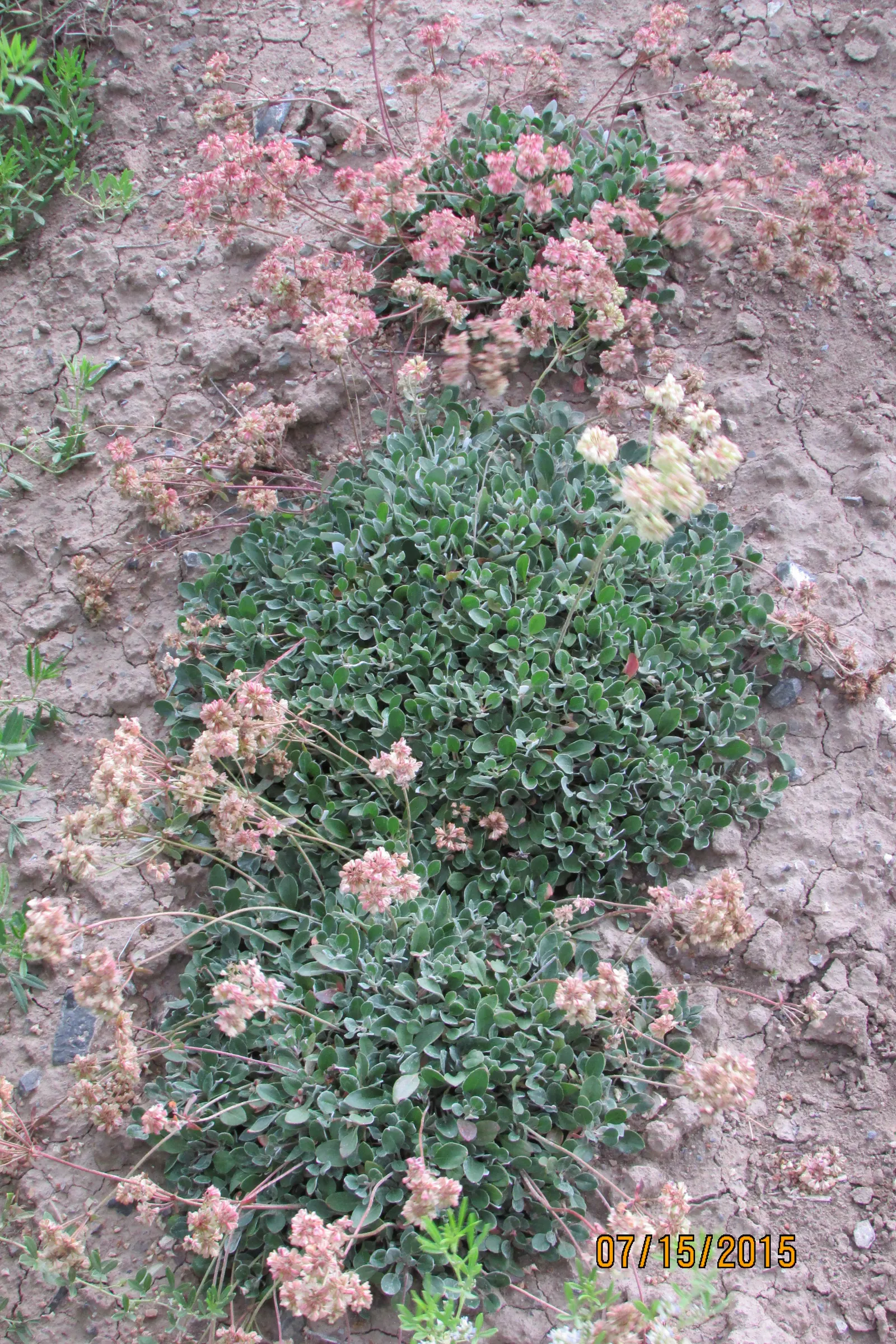 Sulfur Flower (Eriogonum Umbellatum) — commonly known as Sulfur Flower; this makes Eriogonum umbellatum a sustainable choice for those seeking a low-impact