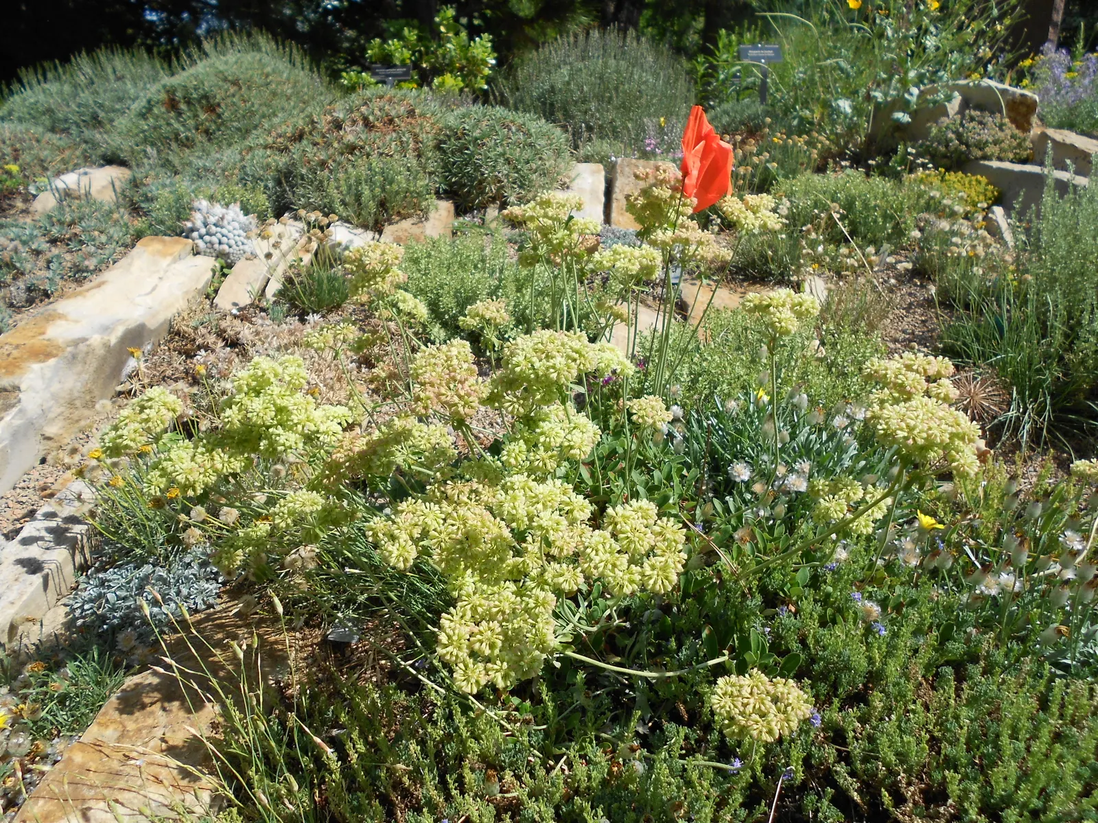 Sulfur Flower (Eriogonum Umbellatum) — bearing spoon-shaped leaves that are covered in a fine wool-like tomentum, image 113