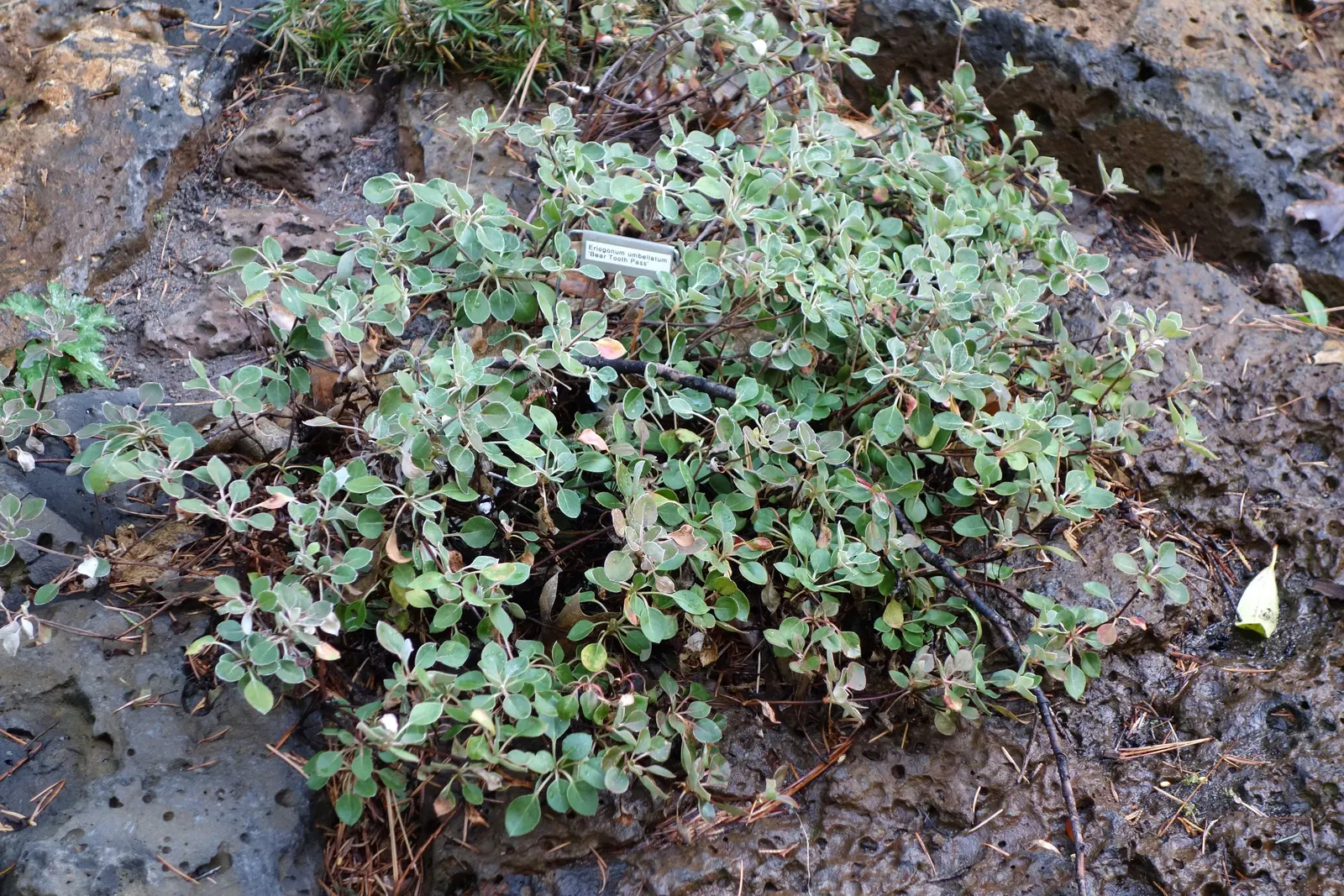 Sulfur Flower (Eriogonum Umbellatum) — vivid yellow flowers arranged in dense; and low maintenance needs, image 66