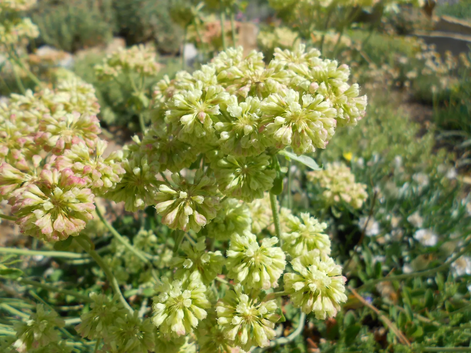 Sulfur Flower (Eriogonum Umbellatum) — It's excellent for rock gardens and borders, offering vibrant foliage that shifts to red-orange in autumn, image 106