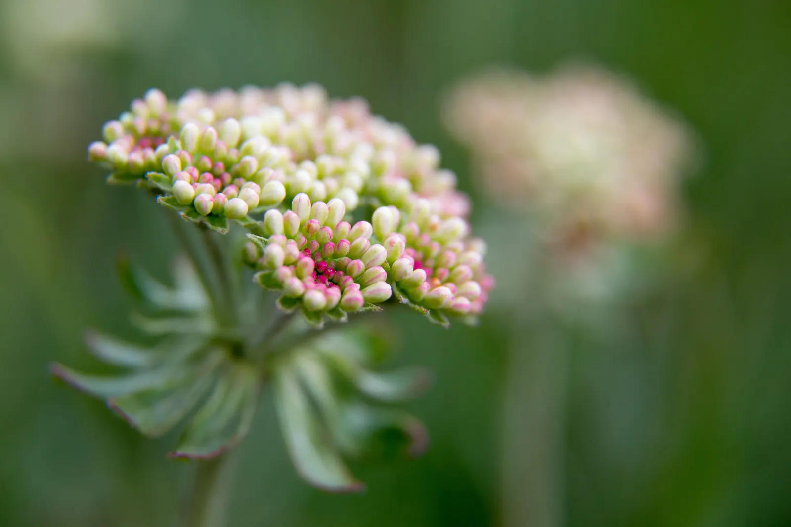 Sulfur Flower (Eriogonum Umbellatum) — yellow flowers in the garden; is a perennial subshrub that is highly esteemed in landscape design for its, image 73