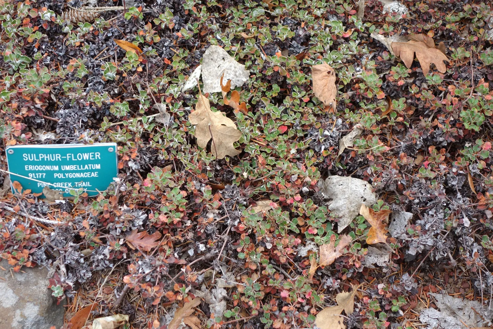 Sulfur Flower (Eriogonum Umbellatum) — drought-tolerant perennial that thrives in USDA zones 4-8; making it ideal for ground cover or border, image 52