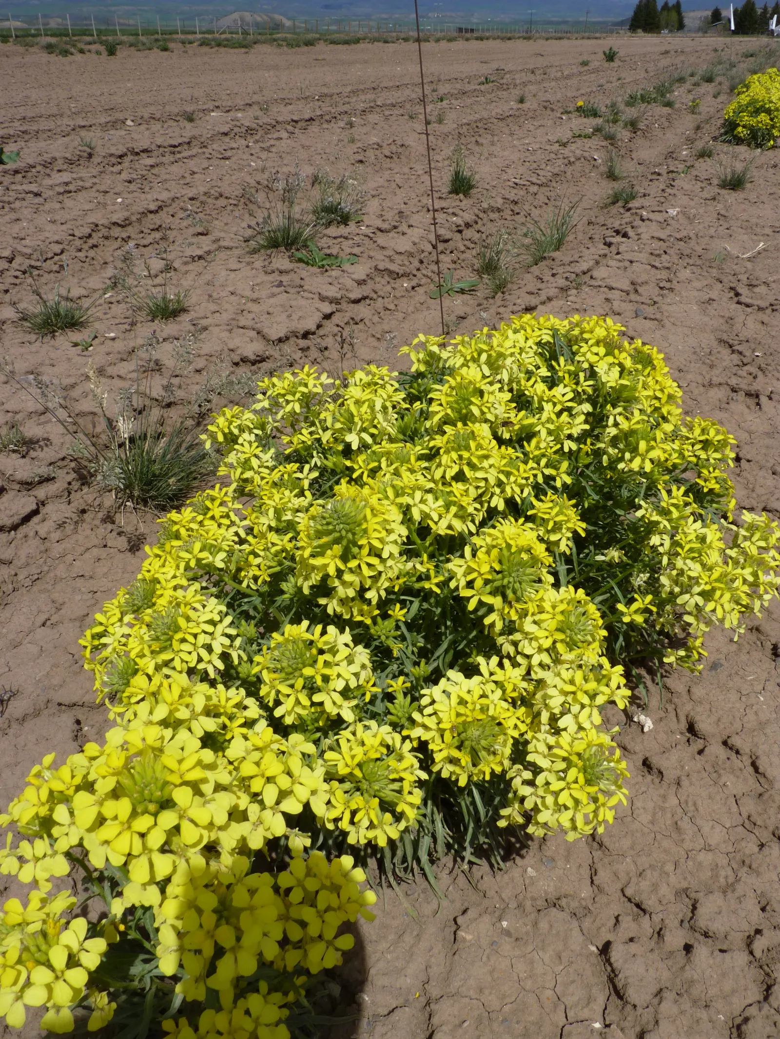 Sulfur Flower (Eriogonum Umbellatum) — is a perennial subshrub that is highly esteemed in landscape design for its resilience