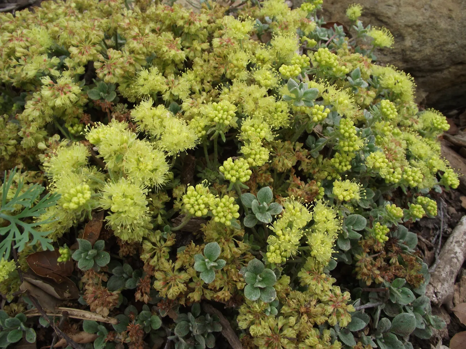 Sulfur Flower (Eriogonum Umbellatum) — naturalistic design element in their outdoor spaces; commonly called Sulfur Flower