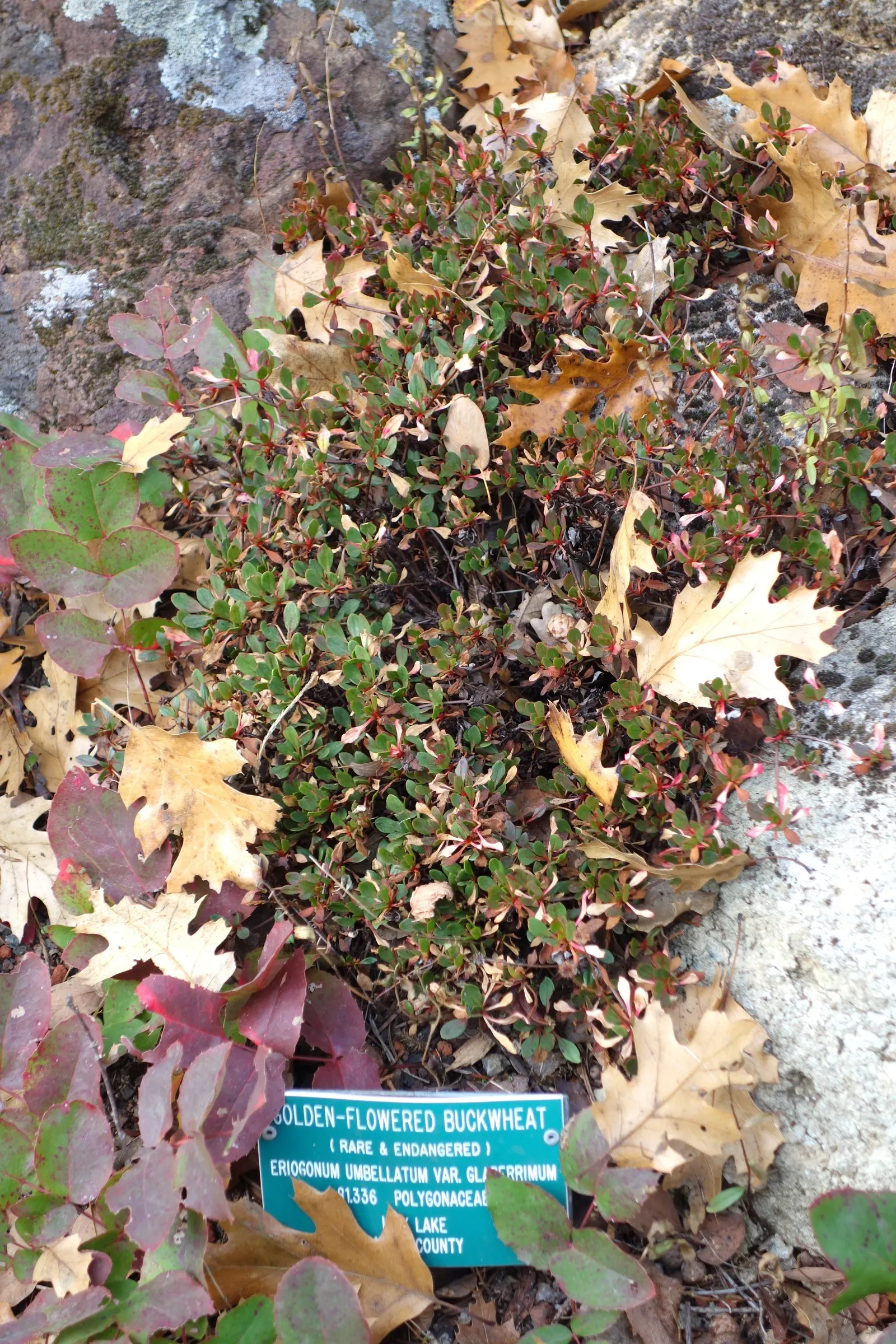 Sulfur Flower (Eriogonum Umbellatum) — is a perennial subshrub that is highly esteemed in landscape design for its resilience; it sports clusters, image 58