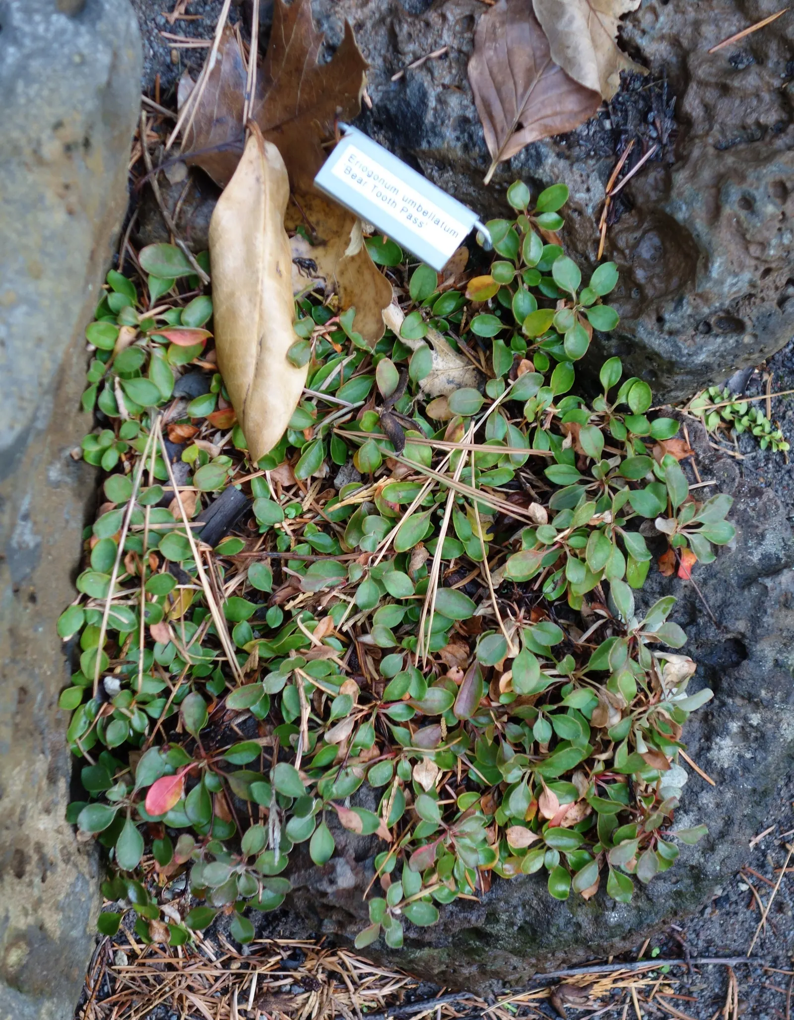 Sulfur Flower (Eriogonum Umbellatum) — and low maintenance needs; this indigenous North American plant thrives in USDA Hardiness Zones 3 through 8, image 84