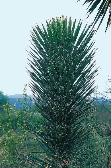 Palma China Yucca (Yucca Decipiens) — the Palma China Yucca typically reaches a height of 6 to 8 feet with a spread of 3 to 5 feet