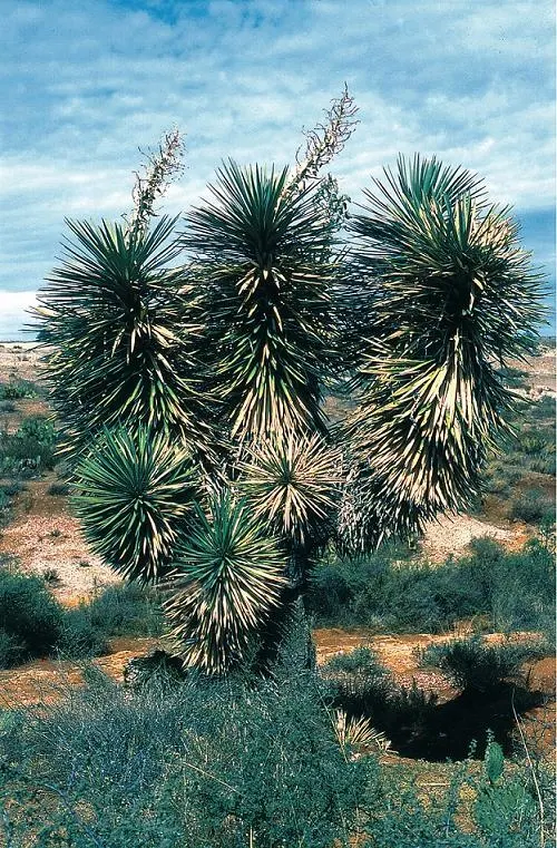 Palma China Yucca (Yucca Decipiens) — the Palma China Yucca typically reaches a height of 6 to 8 feet with a spread of 3 to 5 feet; taking care to place it
