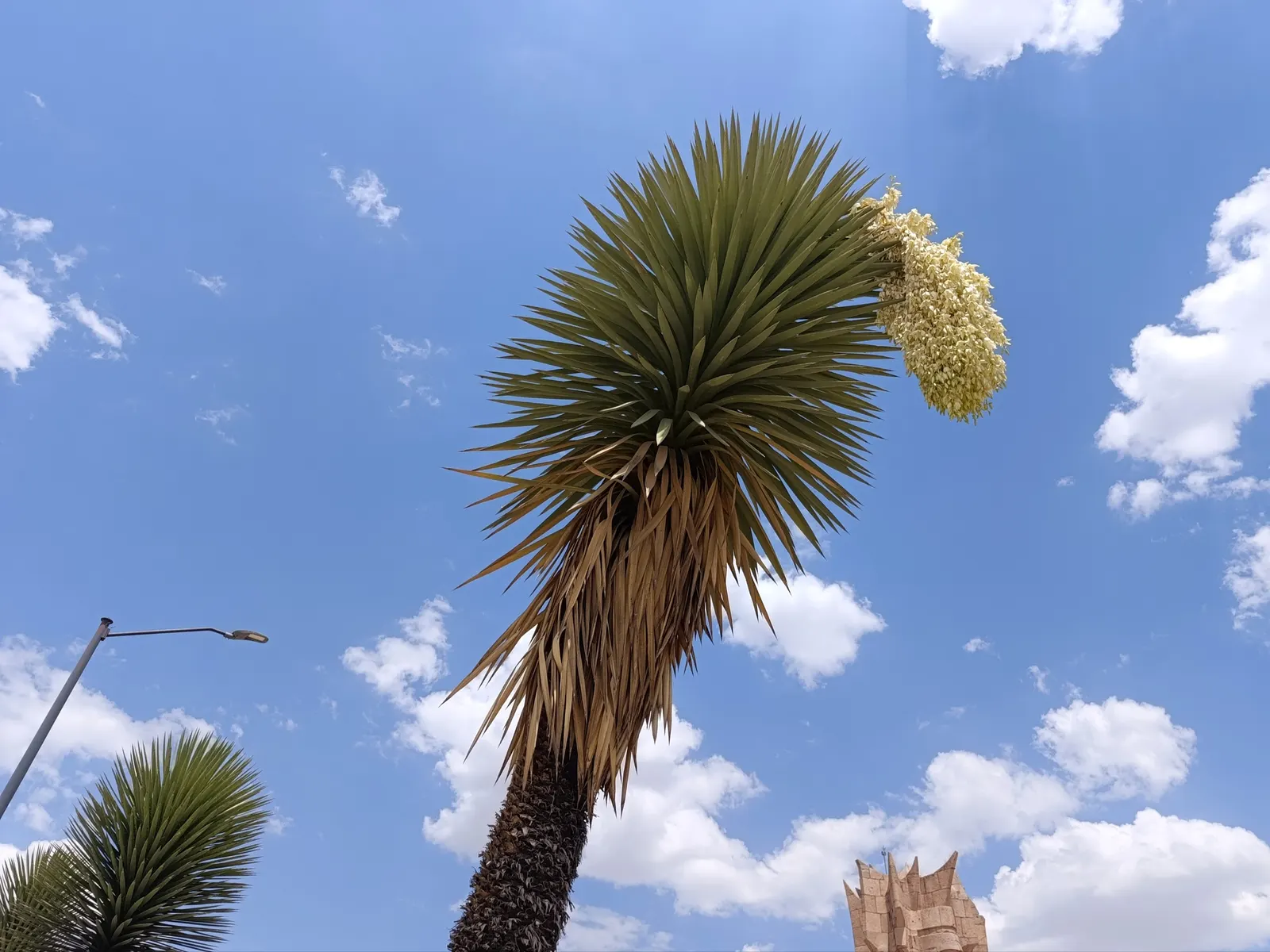 Palma China Yucca (Yucca Decipiens) — which measures up to 2 to 3 feet long and 1 to 3 inches wide; this desert native features stiff, blue-green leaves and