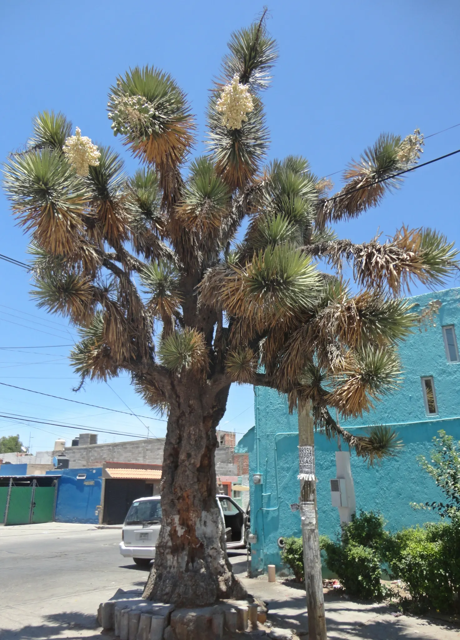 Palma China Yucca (Yucca Decipiens) — Ideal for xeriscapes, it provides architectural interest and requires minimal maintenance; commonly known as Palma China