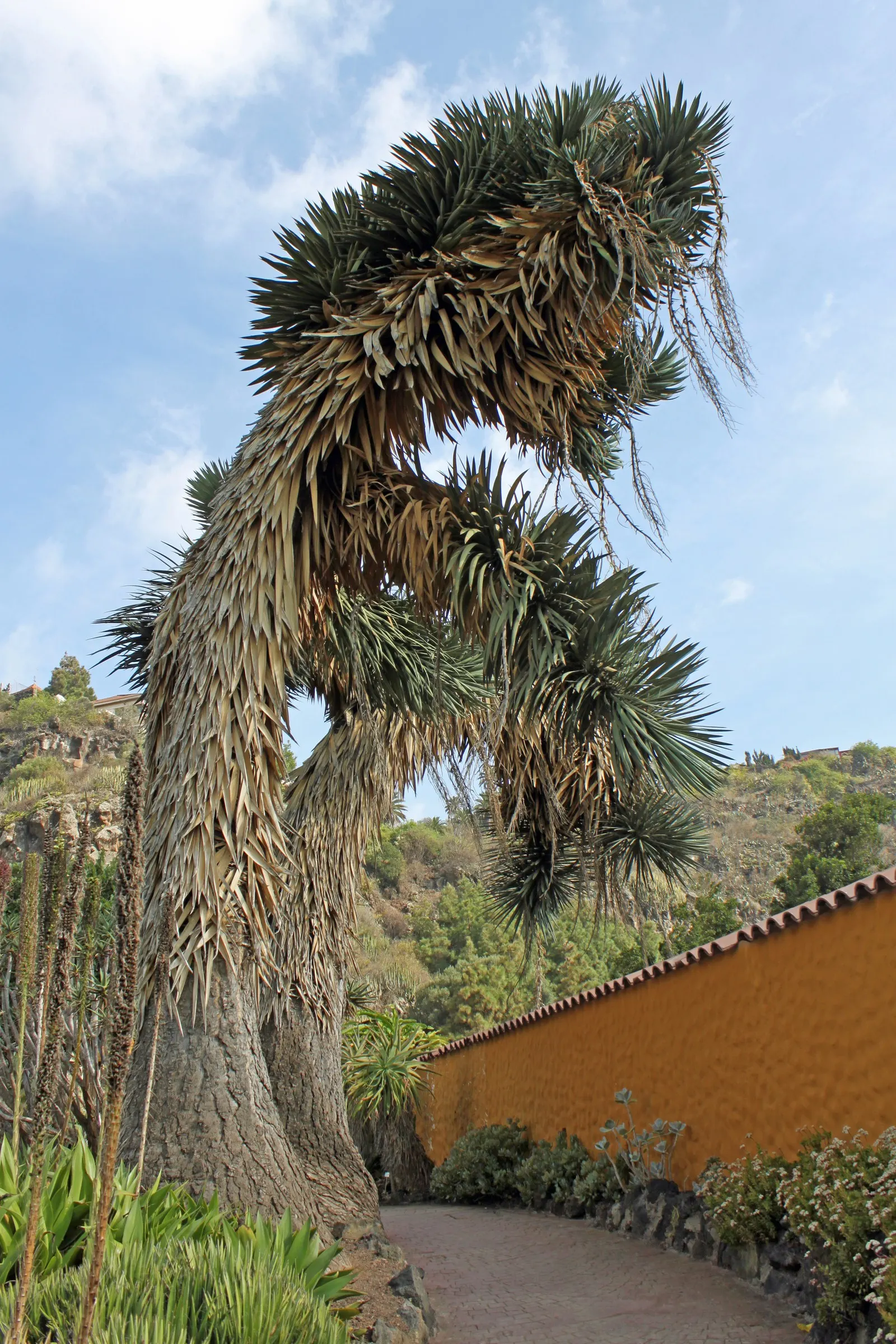 Palma China Yucca (Yucca Decipiens) — which measures up to 2 to 3 feet long and 1 to 3 inches wide